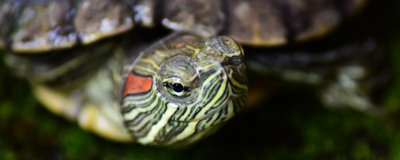 巴西龟长得大吗，需要睡觉吗