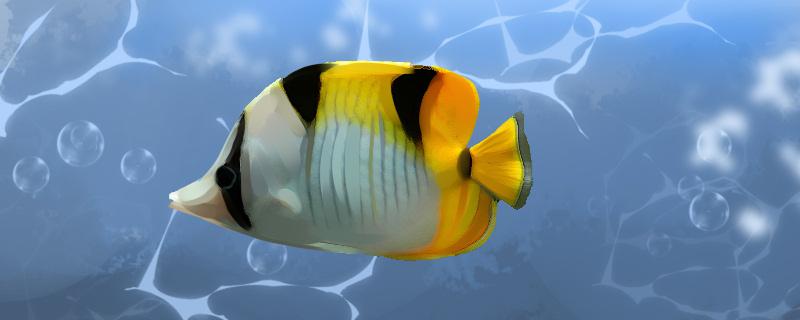 Is it easy to raise the Golden Double Seal Butterfly Fish? How to raise it?