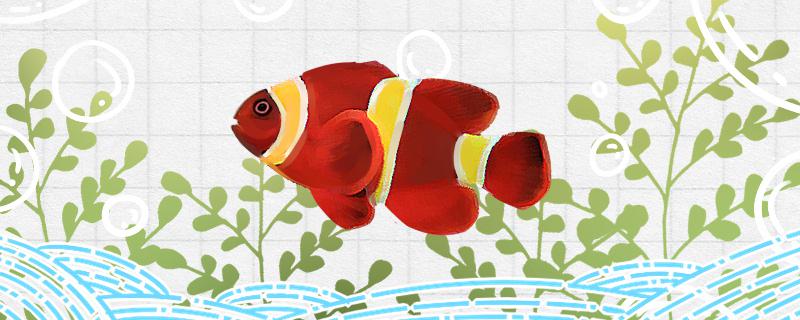 Is the golden red clown fish easy to raise? How to raise it?