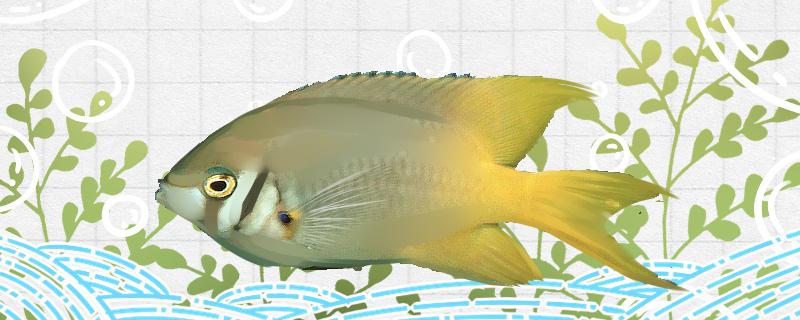 Is golden swallow damselfish easy to raise? How to raise it?