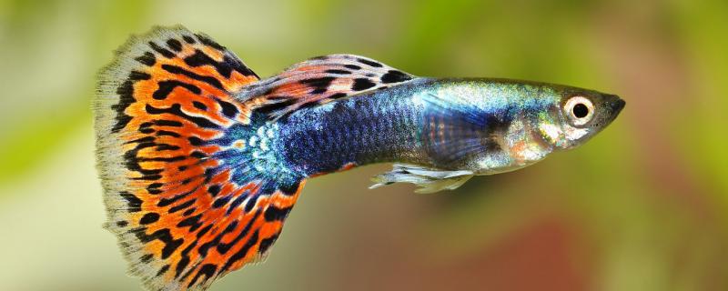 How long does guppy be born to feed, feed what food is better?