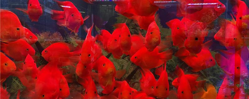 What is the appropriate water temperature and pH value of the red parrot fish?