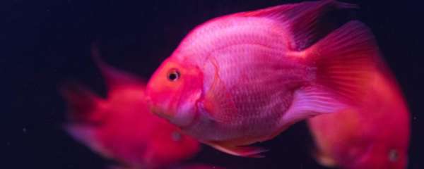 鹦鹉鱼怎样养才能变得更红，怎么养长得更快