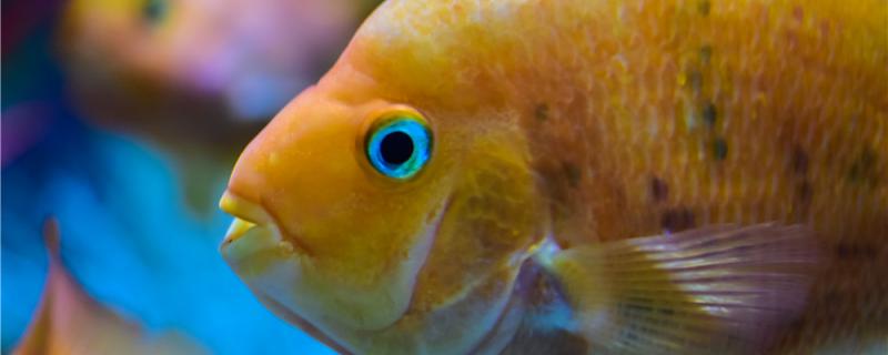 How many years does the parrot fish live and in what season does it usually breed?