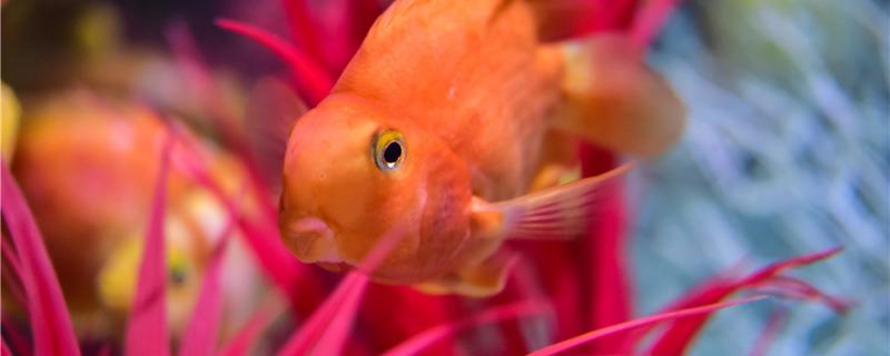 アカオウム魚の飼育方法、色あせを防ぐ方法