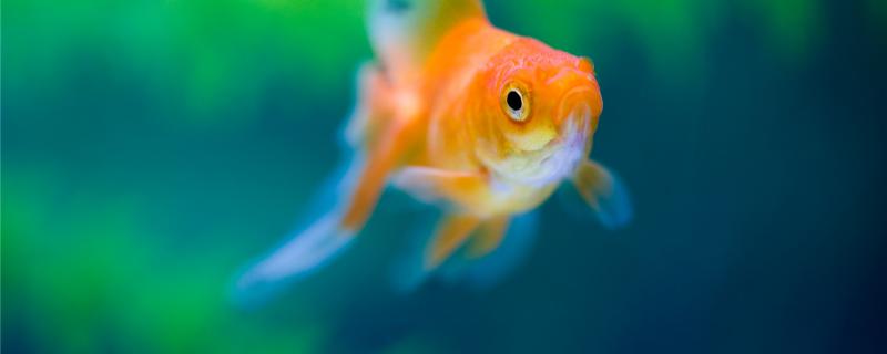 金鱼鱼卵孵化温度多少最好 产卵时鱼缸怎么布置 鱼百科