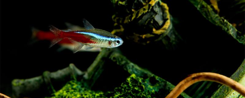 红绿灯鱼怎么分公母，一年繁殖几次