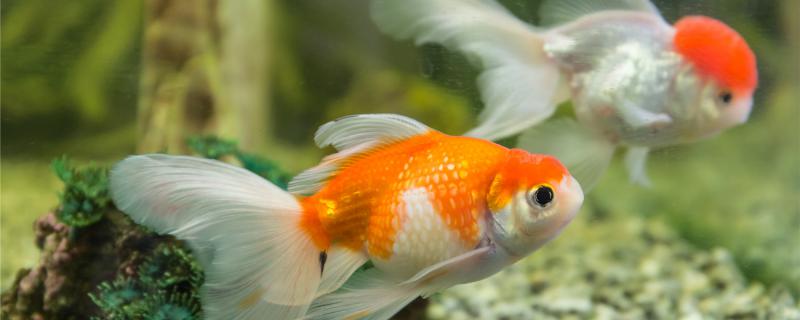 How many goldfish should be fed at a time and at what time?