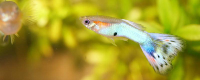 How to feed guppies and how to change water