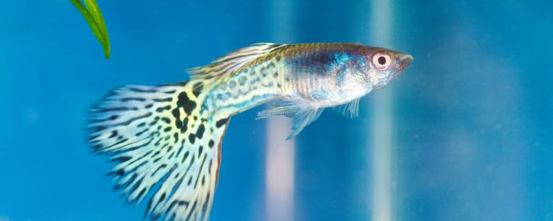 How many times a day should guppies be fed and how much should they be fed at a time?