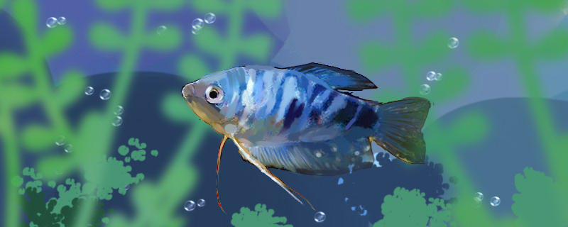 Does Manlong fish eat small fish? What kind of food do you like?