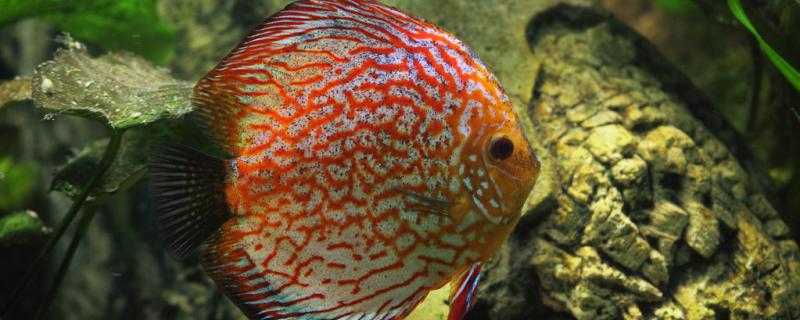Breed method of colorful angelfish and maintenance method after breed
