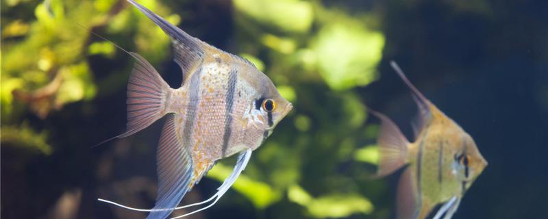 Why is angelfish called angelfish and how to raise it?