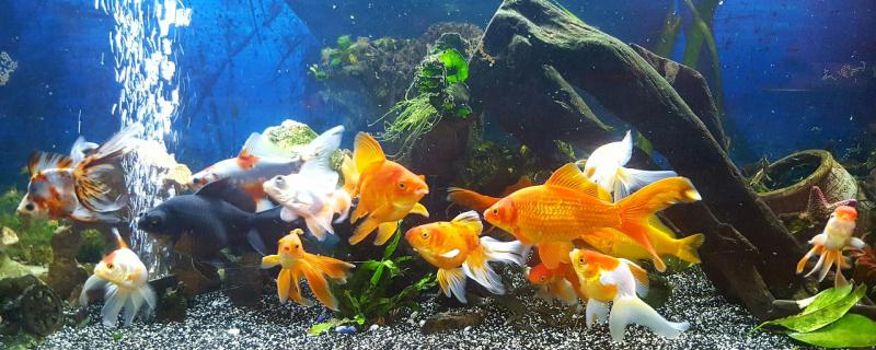 What is the use of fish tank lights and which lights can be used?