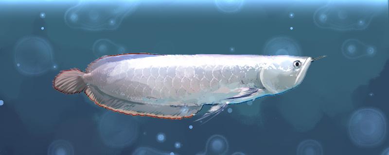 How much is the silver arowana fed at a time? How many times a day?