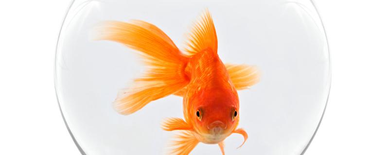 What kind of lamp does a goldfish use and how to use it?