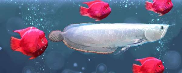 银龙鱼适合和什么鱼一起养，混养需要注意什么
