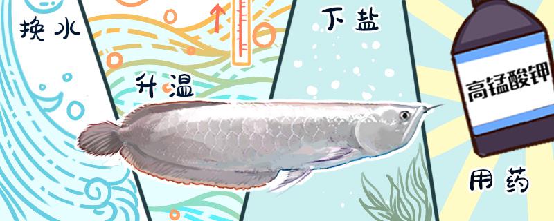 What reason is silver arowana hits crock, how to solve