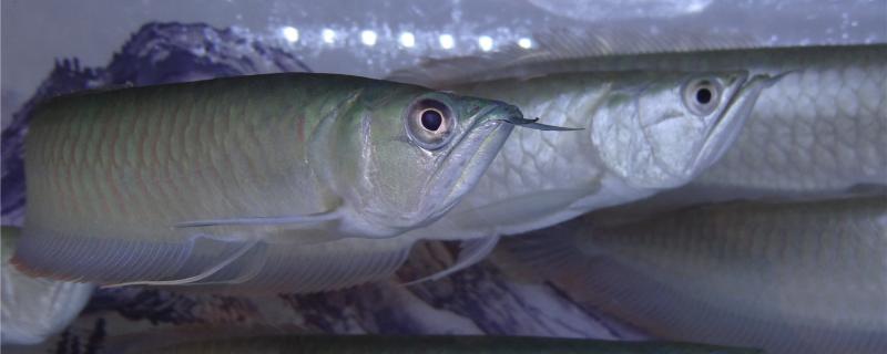 How to choose the silver arowana? What should we pay attention to when entering the new tank