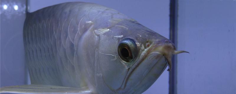 银龙鱼可以长多大怎么喂长得快 祥龙龙鱼专用水族灯