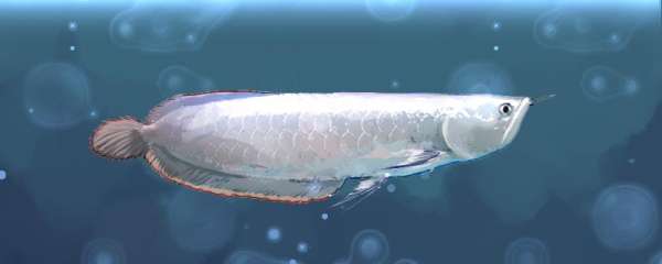 银龙鱼饲养温度是多少，水温对银龙鱼有什么影响