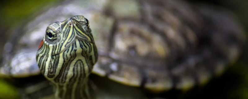 巴西龟吃什么长得快，能长多大