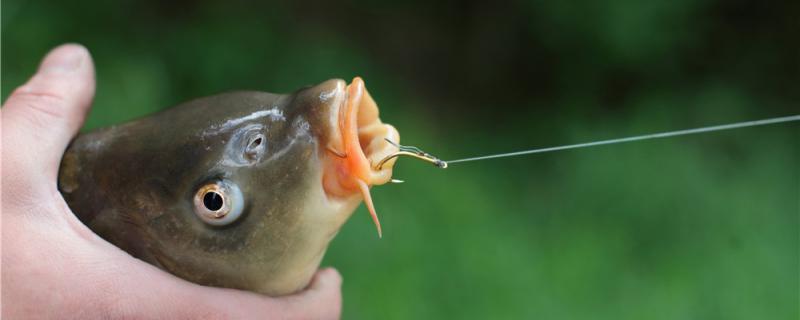 春先のコイ釣りでは何で巣を作り、いつ巣を作るのか