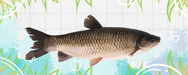 How to catch grass carp at night? What kind of bait is good?