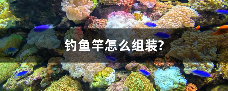 釣魚竿怎么組裝？ 白子黑帝王魟魚