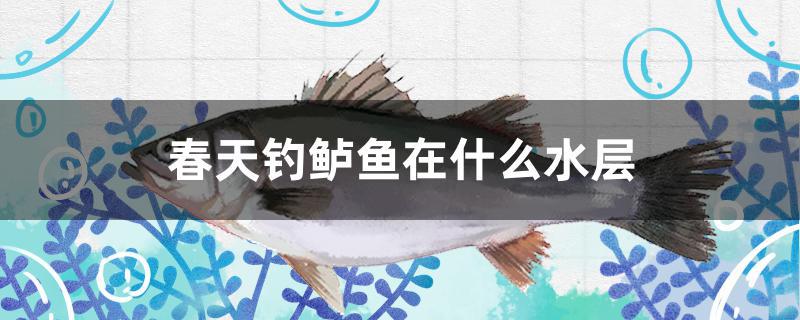 春天釣鱸魚(yú)在什么水層 成吉思汗鯊（球鯊）魚(yú)