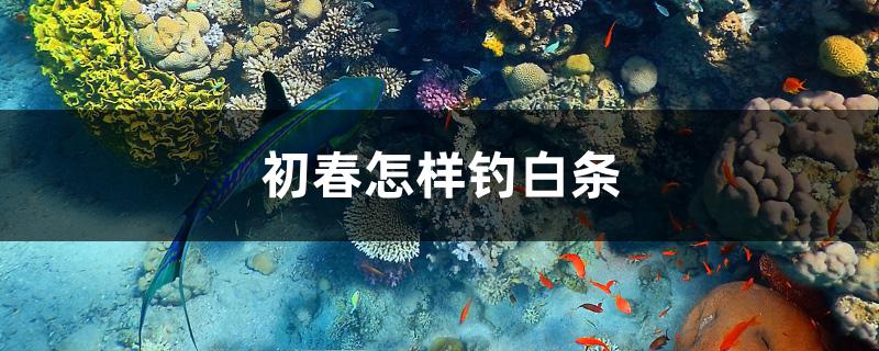 初春怎样钓白条 观赏鱼水族批发市场