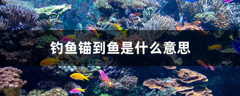 钓鱼锚到鱼是什么意思 垂钓乐园