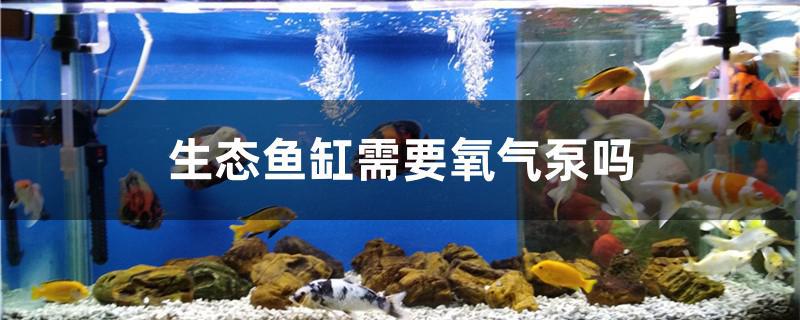 生态鱼缸需要氧气泵吗