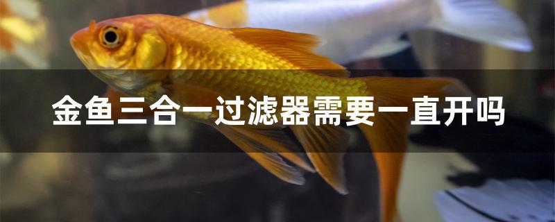 金魚三合一過濾器需要一直開嗎 白子黑帝王魟魚