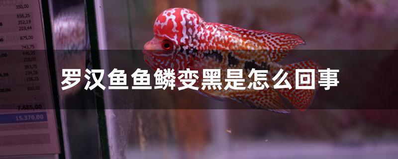 羅漢魚魚鱗變黑是怎么回事 魚缸清潔用具