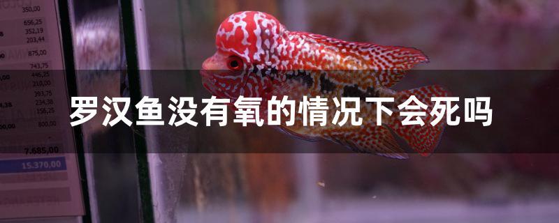 罗汉鱼没有氧的情况下会死吗 财神鹦鹉鱼