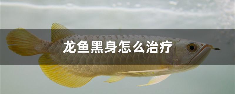 龍魚黑身怎么治療 高背金龍魚