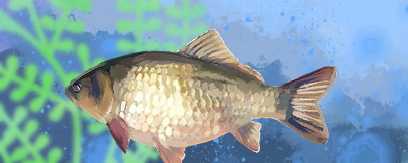 When is the best time to catch crucian carp at night? What kind of bait is good for fishing?