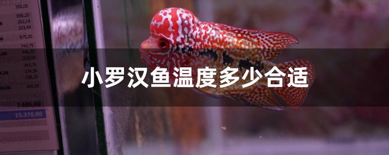 小羅漢魚(yú)溫度多少合適 一眉道人魚(yú)苗