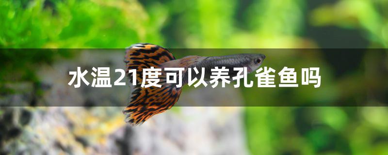 水溫21度可以養(yǎng)孔雀魚嗎 速倍妥魚糧魚藥