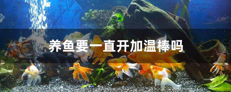 养鱼要一直开加温棒吗 鸭嘴鲨鱼