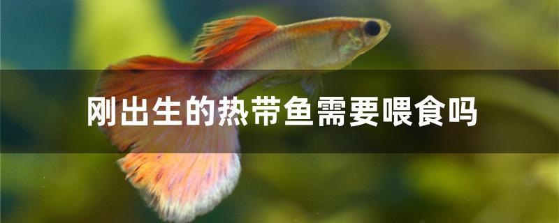 剛出生的熱帶魚需要喂食嗎 水族主題相關(guān)