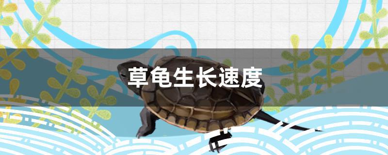 草龟生长速度有多快