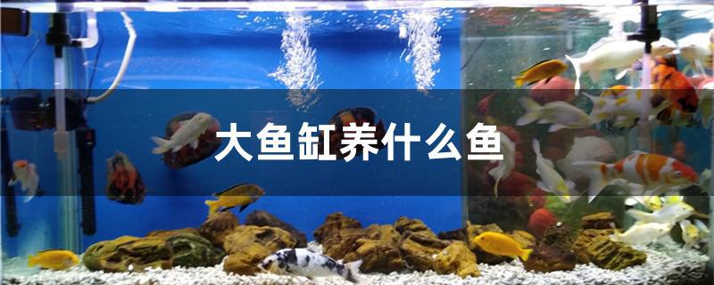 大魚缸養什麼魚