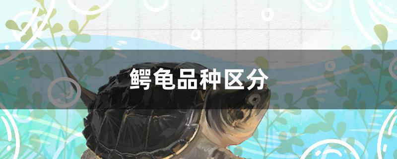 鳄龟品种区分