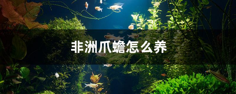 非洲爪蟾怎么養(yǎng) 麥肯斯銀版魚