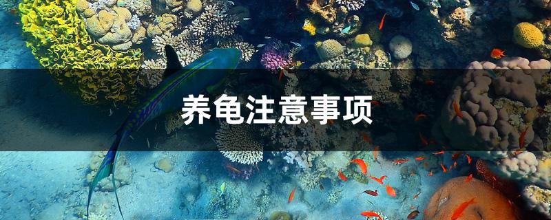 養(yǎng)龜注意事項(xiàng) 虎魚(yú)魚(yú)苗