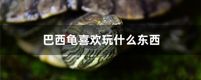 巴西龜喜歡玩什么東西 肥料