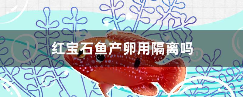 紅寶石魚產卵用隔離嗎