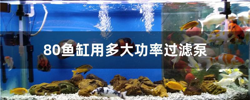 80魚(yú)缸用多大功率過(guò)濾泵 泰龐海蓮魚(yú)